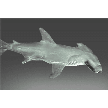 Recluse Reef Denizen